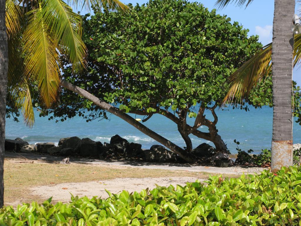Tamarind Reef Resort Spa & Marina Christiansted Exteriér fotografie