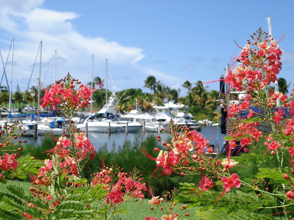 Tamarind Reef Resort Spa & Marina Christiansted Exteriér fotografie